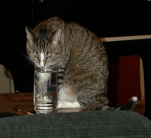 Cat5 drinks